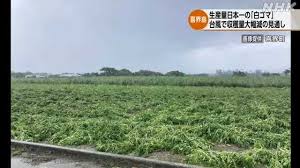 台風被害 白ゴマ生産量日本一の喜界島 収穫量計画の約3割に ...