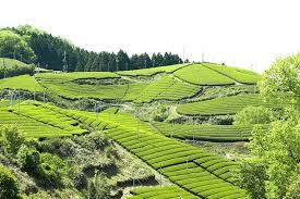 日本最古の茶産地で朝宮茶を生産：近畿農政局