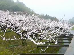 野花梅渓 | 鳥取 おすすめの人気観光・お出かけスポット - Yahoo ...