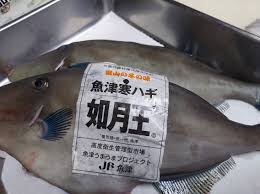 魚津寒ハギ！天然如月王！！ | 富山郷土居酒屋きっときと