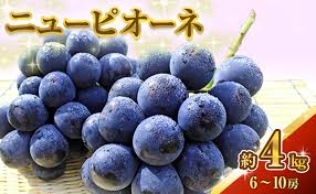 ニュー ピオーネ 約4kg ぶどう 葡萄 フルーツ 岡山 高梁市産 ...