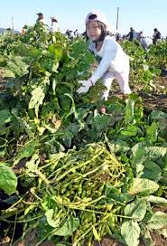 幻の枝豆」収穫体験 福岡・中間市｜【西日本新聞me】