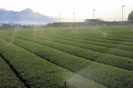 霧島市 - 一般社団法人 鹿児島県茶生産協会 - かごしま茶ナビ -