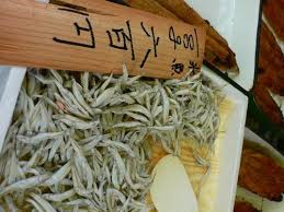 湖国の春をよぶ食べ物「氷魚（ひうお）」 「瀬田しじみ」 （滋賀 ...
