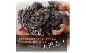 2025年発送分先行予約】丹波山村産 原木舞茸 約1kg 2025年9月 ...
