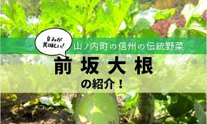 山ノ内町の伝統野菜・前坂大根を紹介します！ | カノナの信州 ...