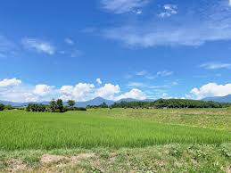 八ヶ岳生とうもろこし 長野県諏訪郡原村 - サン・フレッシュ ...